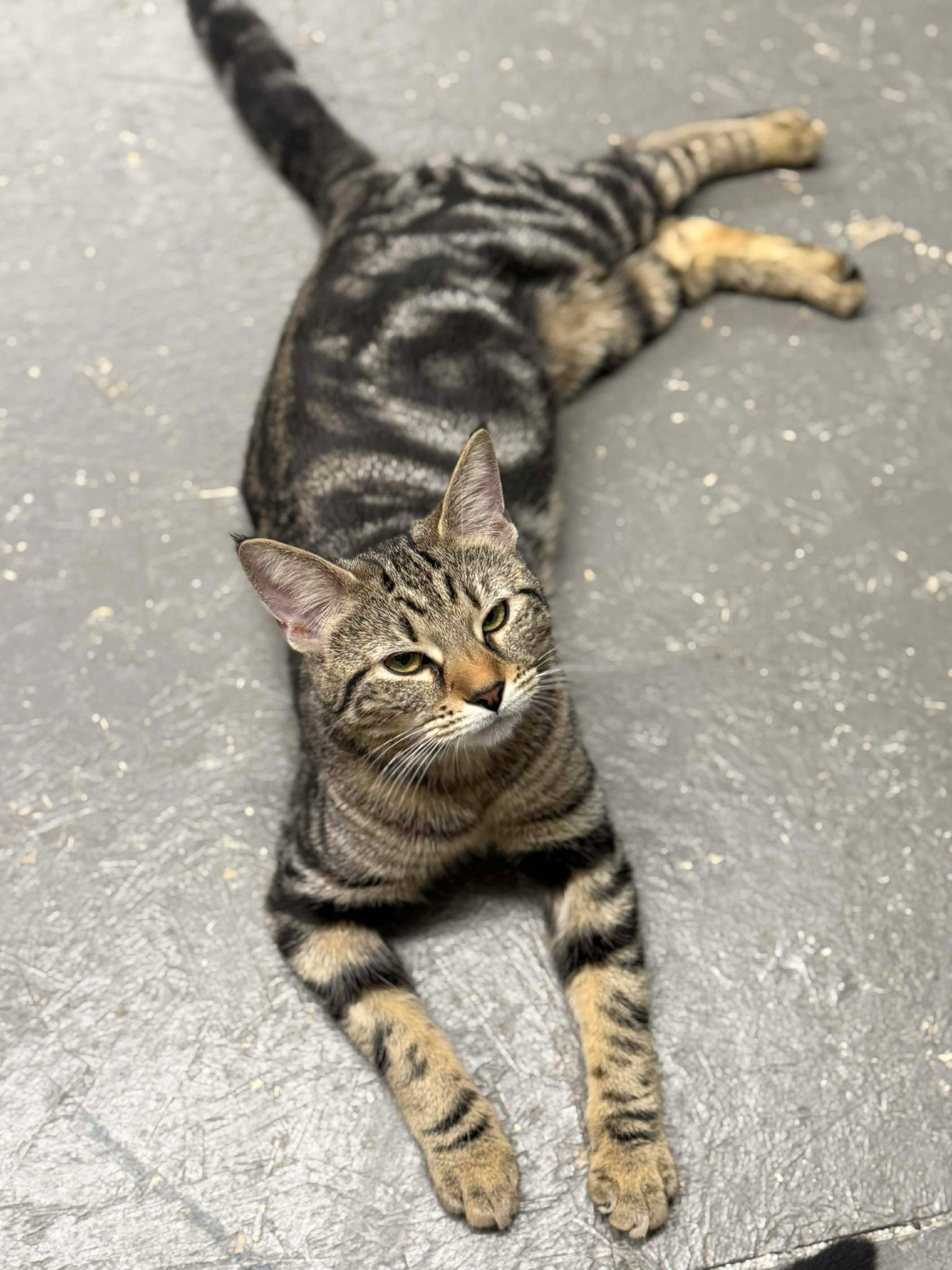 Enlarge Thea, a ADOPTABLE Domestic Short Hair in Massillon , OH image 2/3