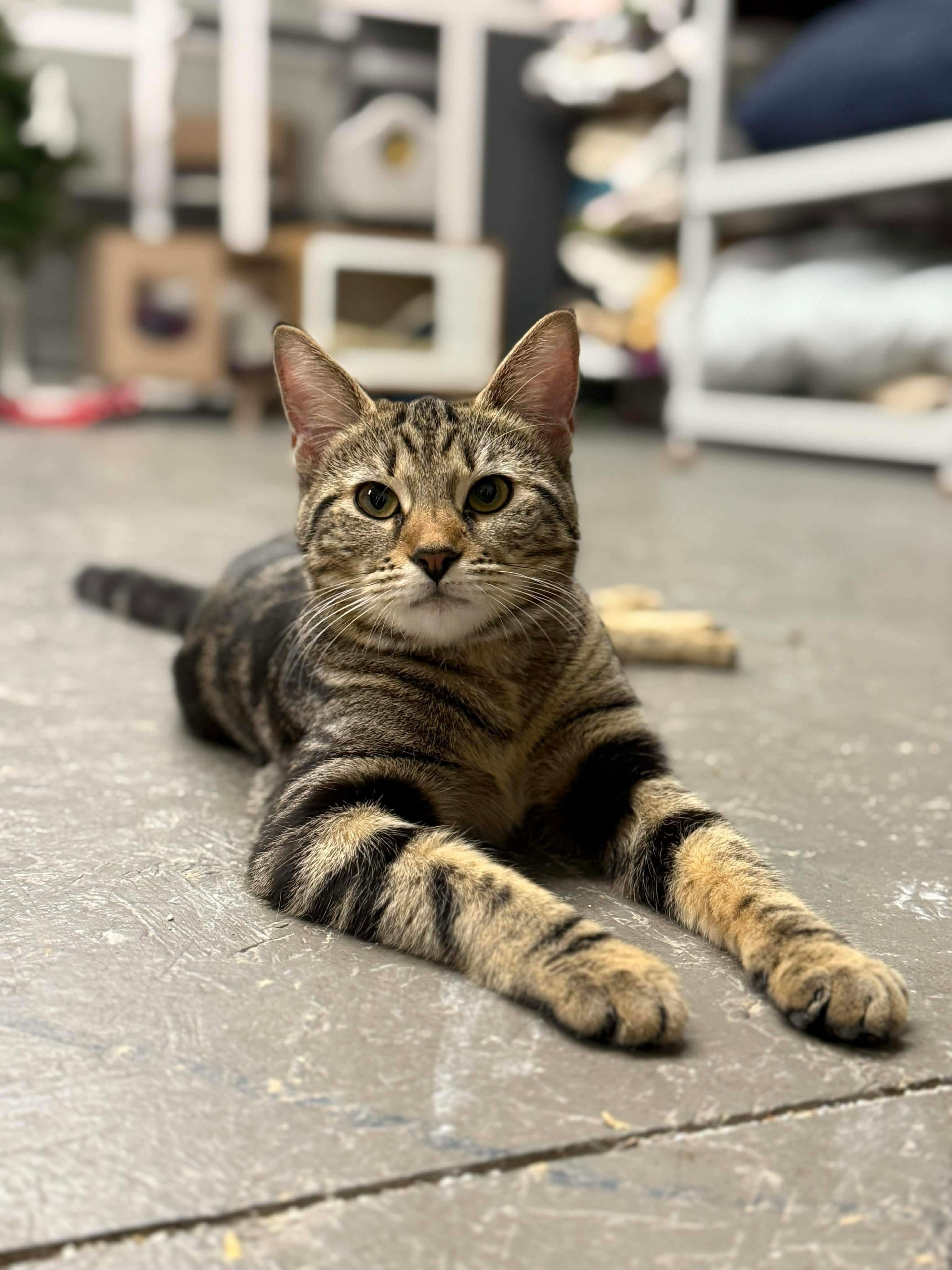 Enlarge Thea, a ADOPTABLE Domestic Short Hair in Massillon , OH image 3/3