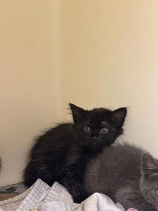 Carne Asada, Adoptable, Young Female Domestic Short Hair & Domestic Short Hair.
