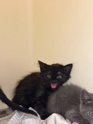 Carne Asada, a Adoptable mixed breed in King William, VA image 2/2