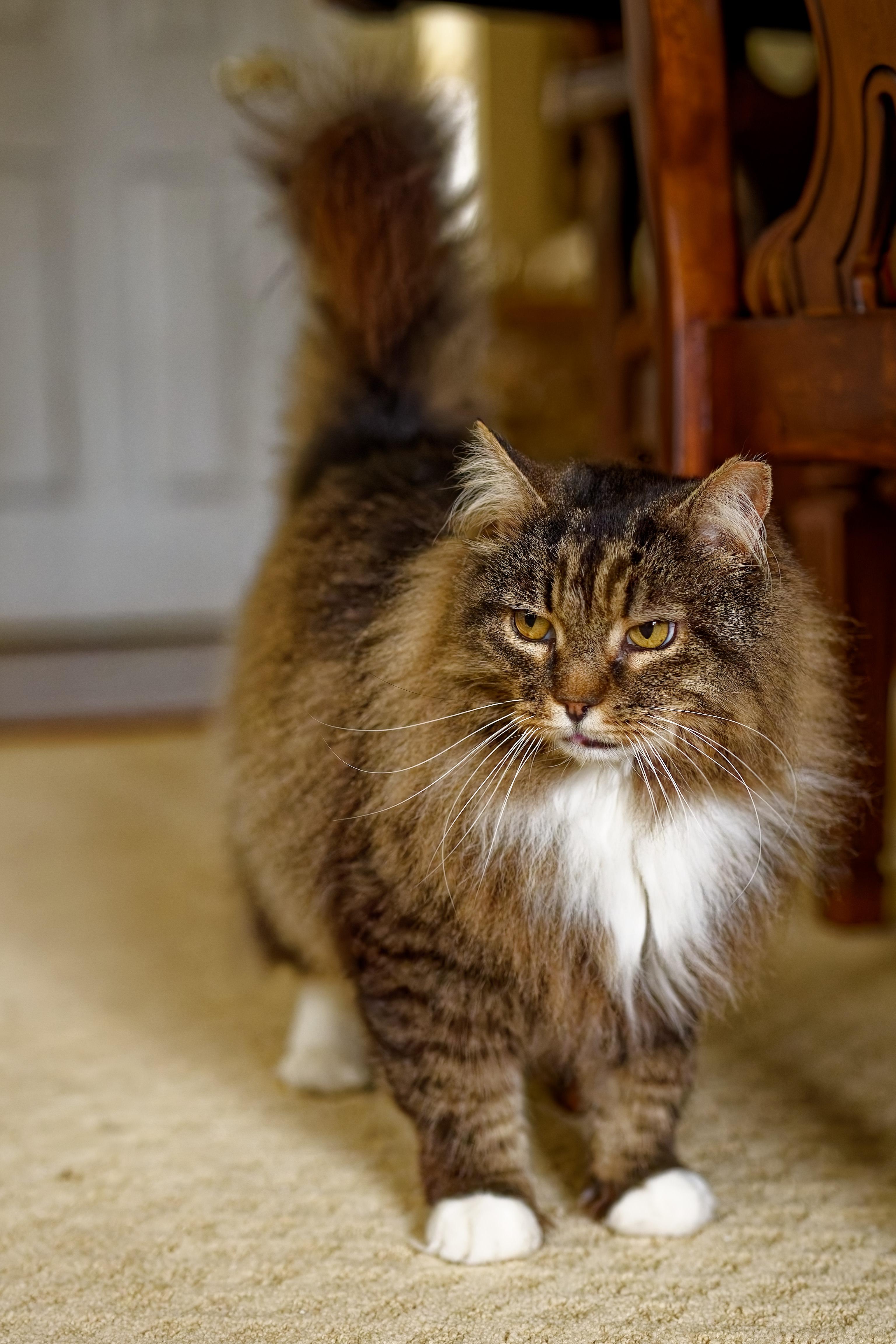 Enlarge Fluffy, an adopted Domestic Long Hair in Leesburg, VA image 3/6