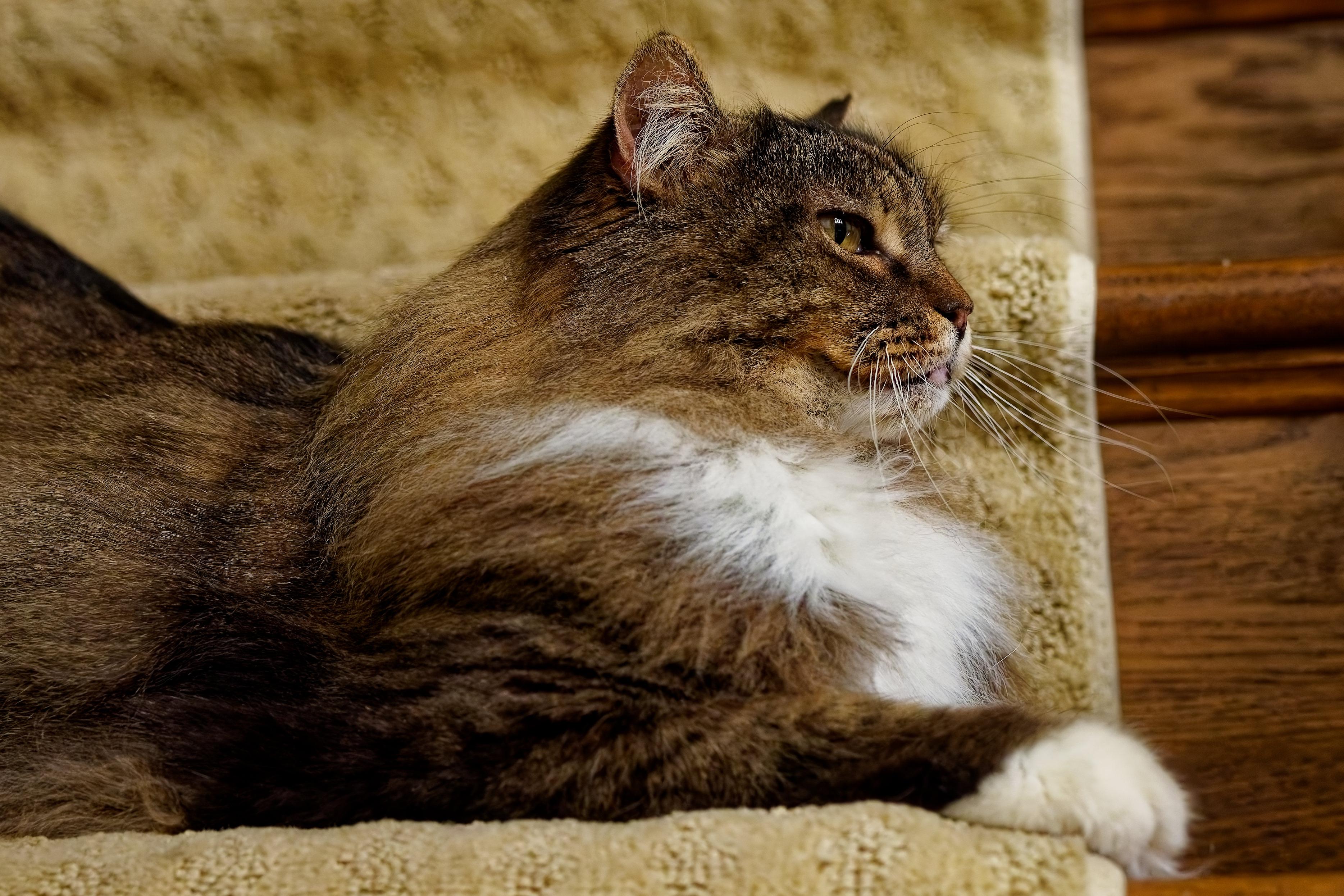 Enlarge Fluffy, an adopted Domestic Long Hair in Leesburg, VA image 1/6
