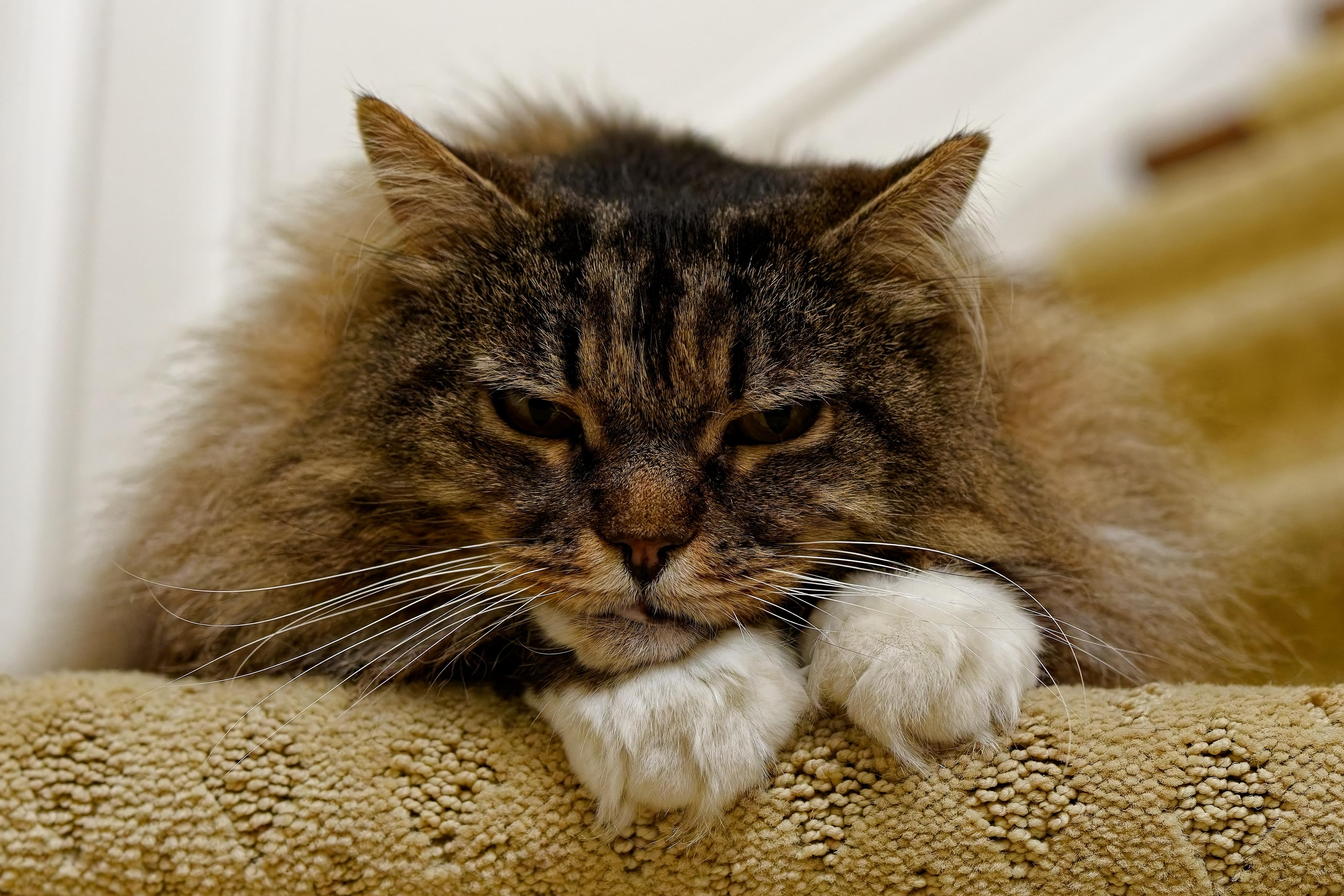 Enlarge Fluffy, an adopted Domestic Long Hair in Leesburg, VA image 5/6