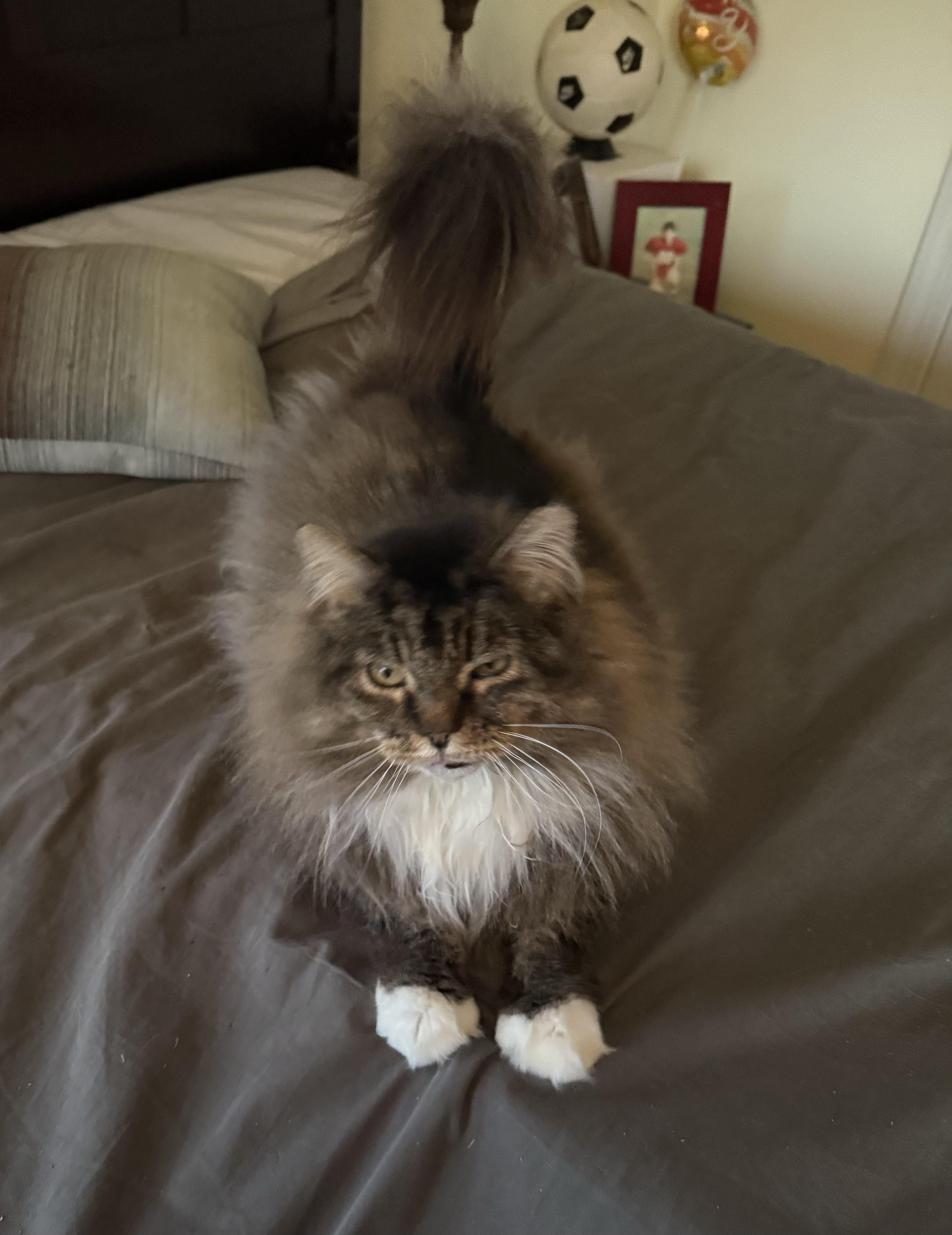 Fluffy, ADOPTABLE, Senior Male Domestic Long Hair.