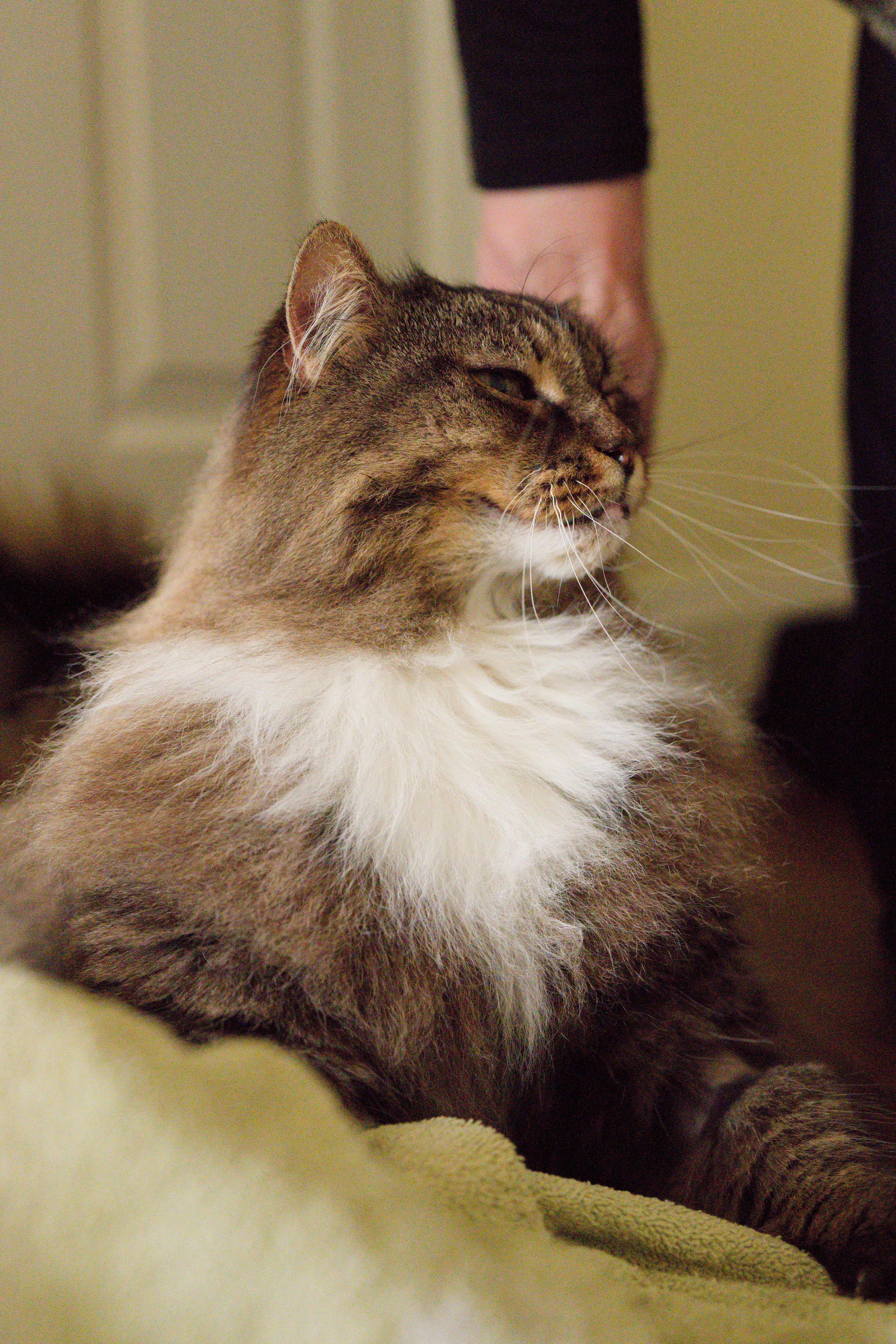 Enlarge Fluffy, an adopted Domestic Long Hair in Leesburg, VA image 2/6