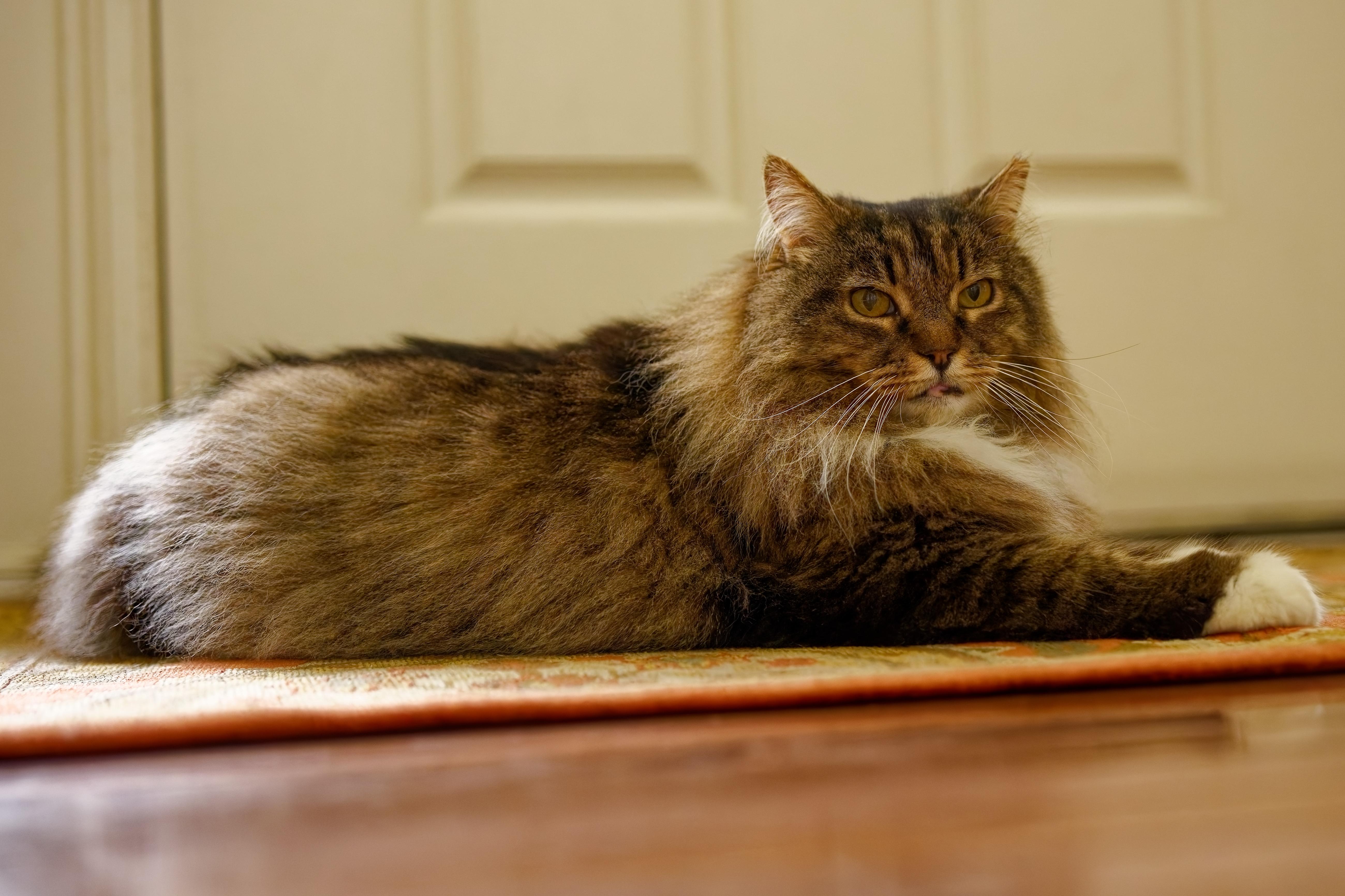 Enlarge Fluffy, an adopted Domestic Long Hair in Leesburg, VA image 4/6
