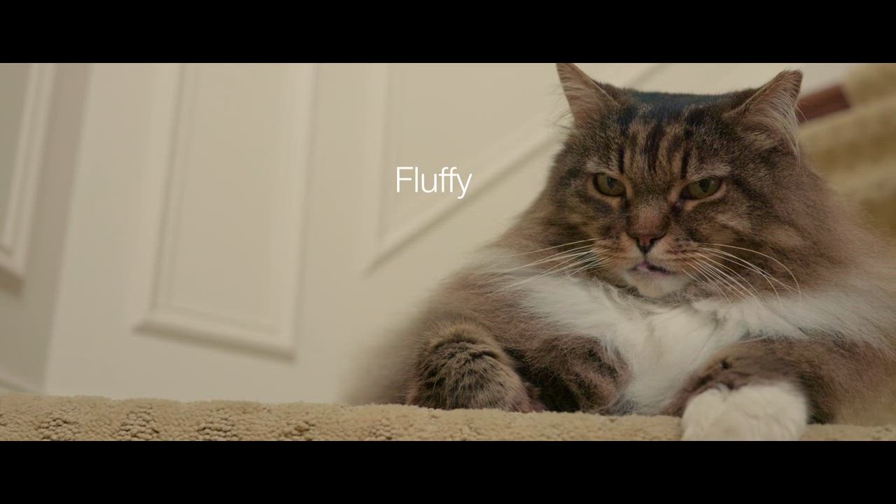 Enlarge Fluffy, an adopted Domestic Long Hair in Leesburg, VA video 6/6