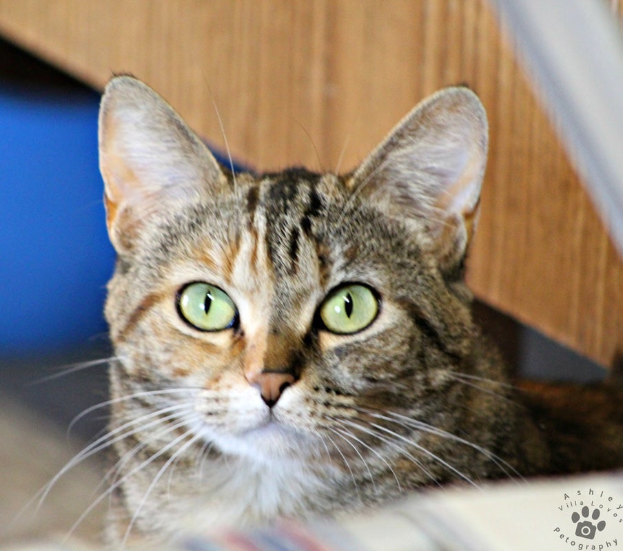 Enlarge Brandie, a Adoptable Torbie in Mira Loma, CA image 1/6