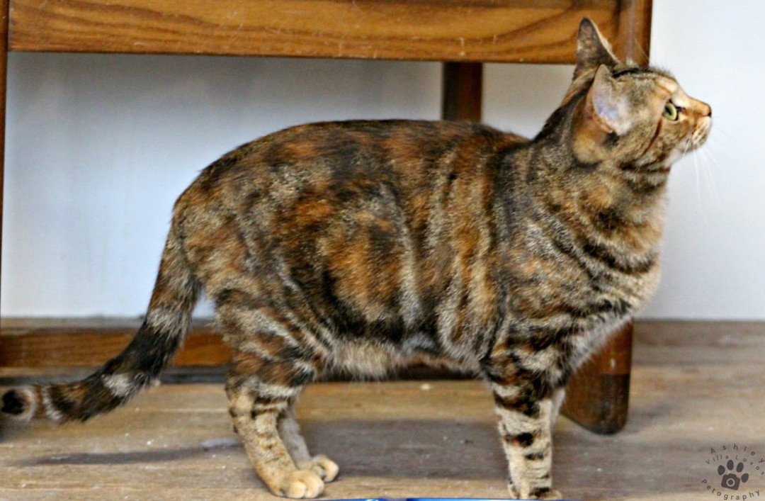 Enlarge Brandie, a Adoptable Torbie in Mira Loma, CA image 6/6