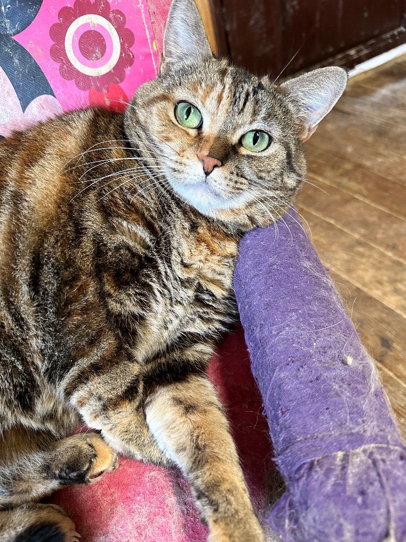 Enlarge Brandie, a Adoptable Torbie in Mira Loma, CA image 5/6