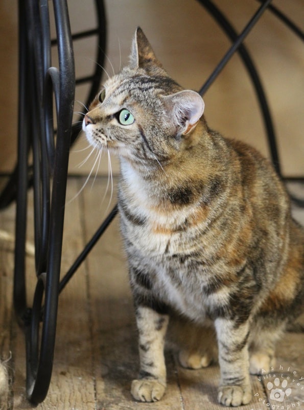 Enlarge Brandie, a Adoptable Torbie in Mira Loma, CA image 3/6