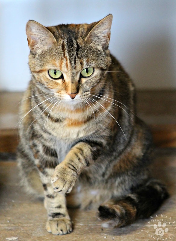 Enlarge Brandie, a Adoptable Torbie in Mira Loma, CA image 4/6