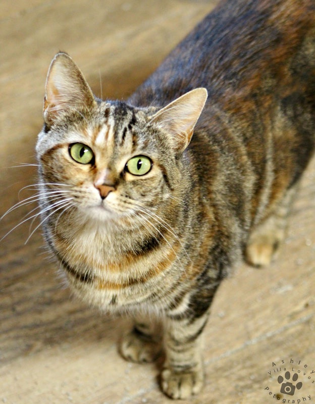 Enlarge Brandie, a Adoptable Torbie in Mira Loma, CA image 2/6
