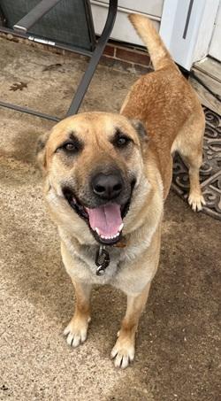 Buck, Adoptable, Young Male German Shepherd Dog & Labrador Retriever.