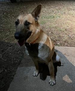Buck, a Adoptable mixed breed in Raleigh, NC image 2/3