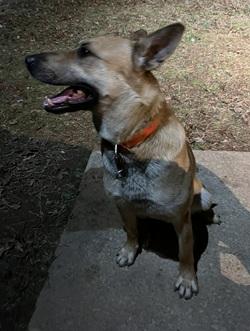 Buck, a Adoptable mixed breed in Raleigh, NC image 3/3