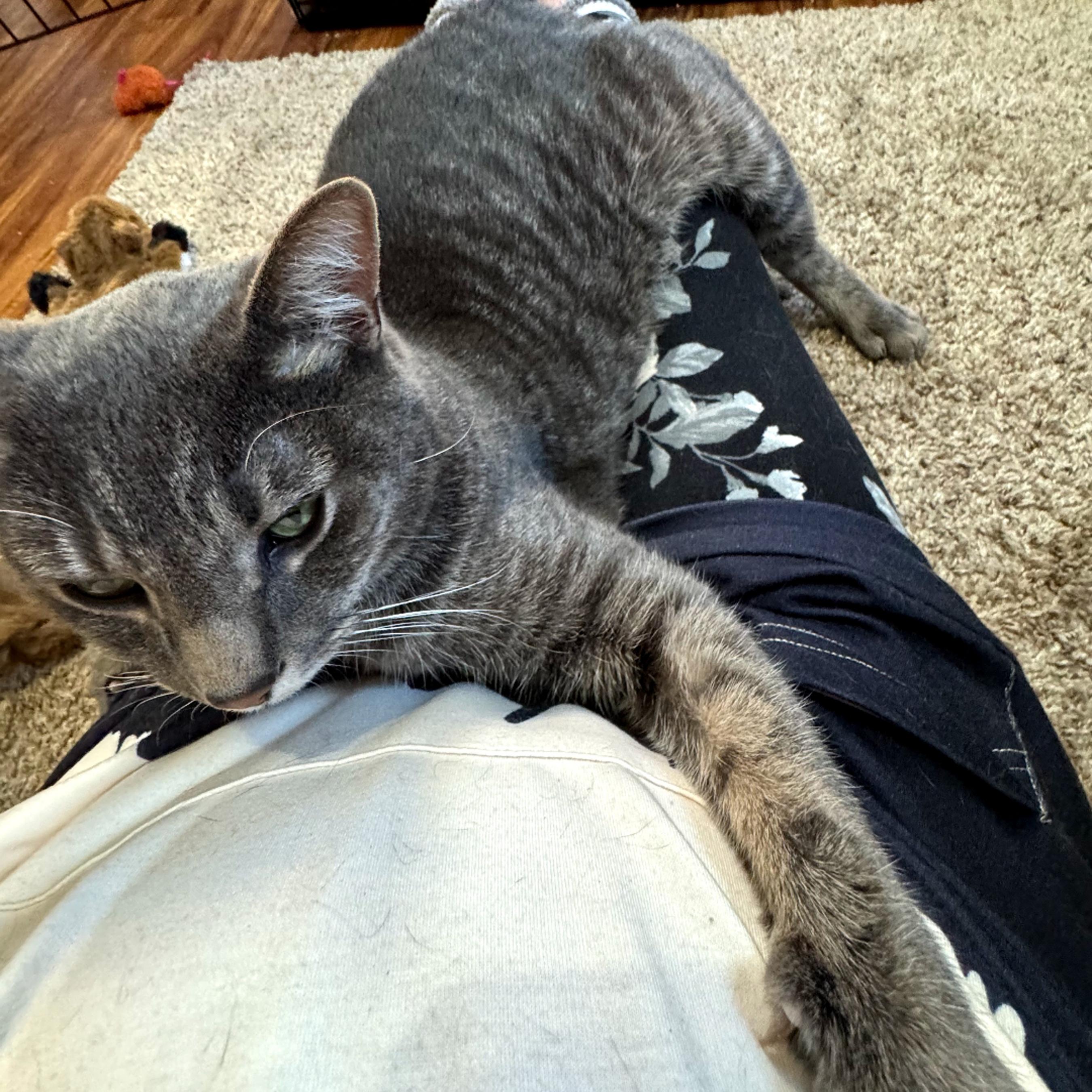 Doogie, a ADOPTABLE Tabby in Maple Shade, NJ image 3/6