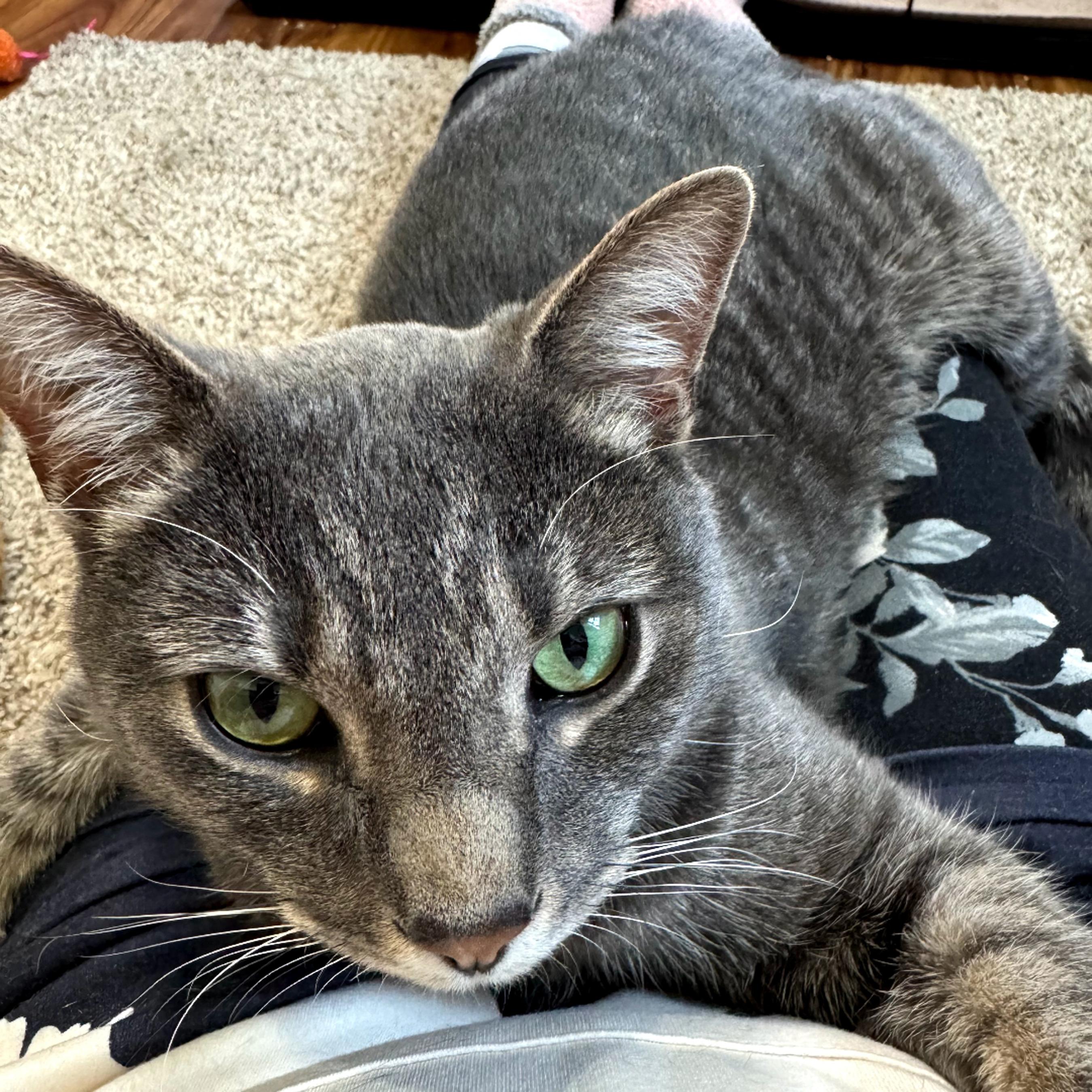 Doogie, ADOPTABLE, Adult Male Tabby.