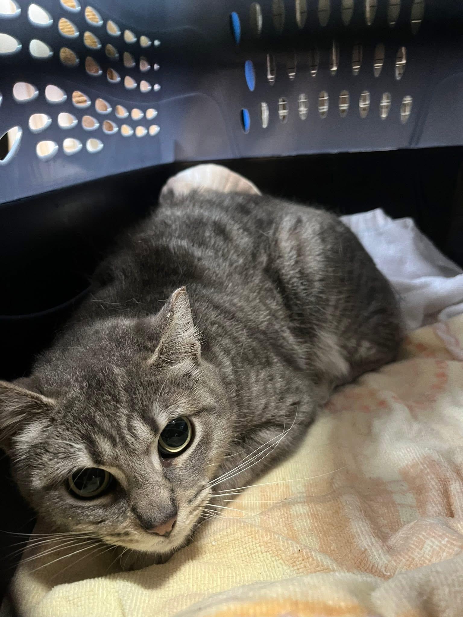 Doogie, a ADOPTABLE Tabby in Maple Shade, NJ image 6/6