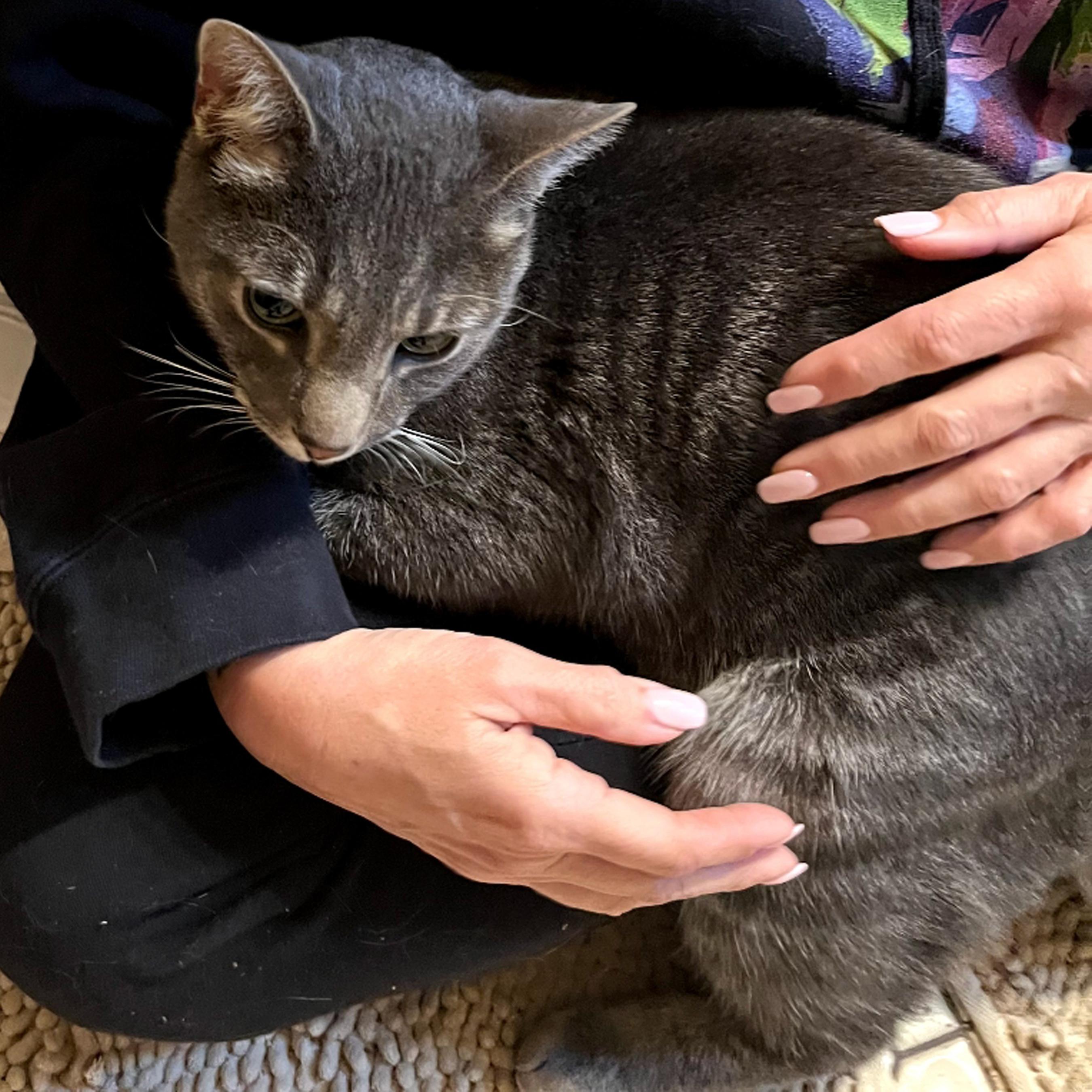 Doogie, a ADOPTABLE Tabby in Maple Shade, NJ image 2/6