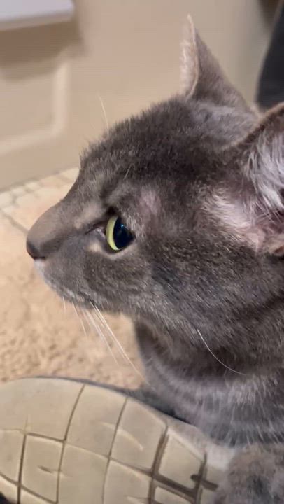 Enlarge Doogie, a ADOPTABLE Tabby in Maple Shade, NJ video 4/6