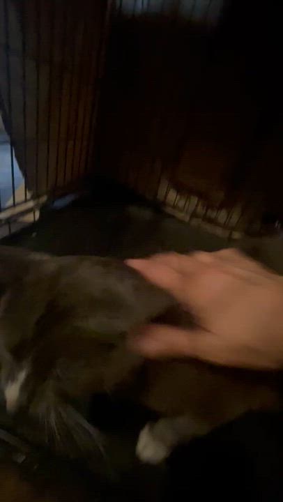 Enlarge Doogie, a ADOPTABLE Tabby in Maple Shade, NJ video 5/6