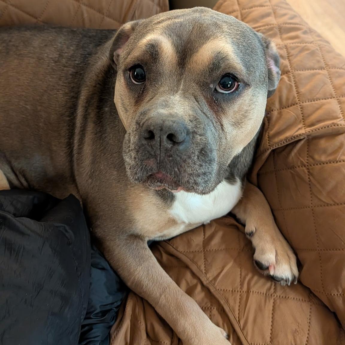 Enlarge Lizzzo, an adopted American Bully in Polk City, IA image 1/4