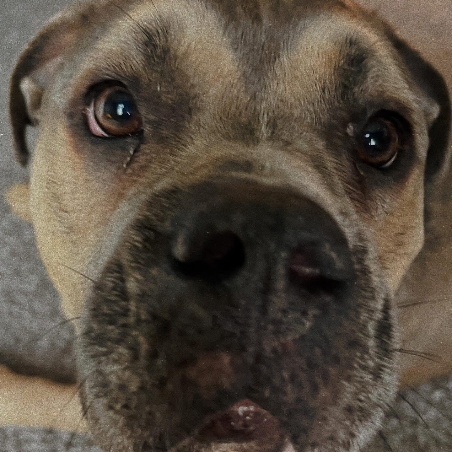 Enlarge Lizzzo, an adopted American Bully in Polk City, IA image 4/4