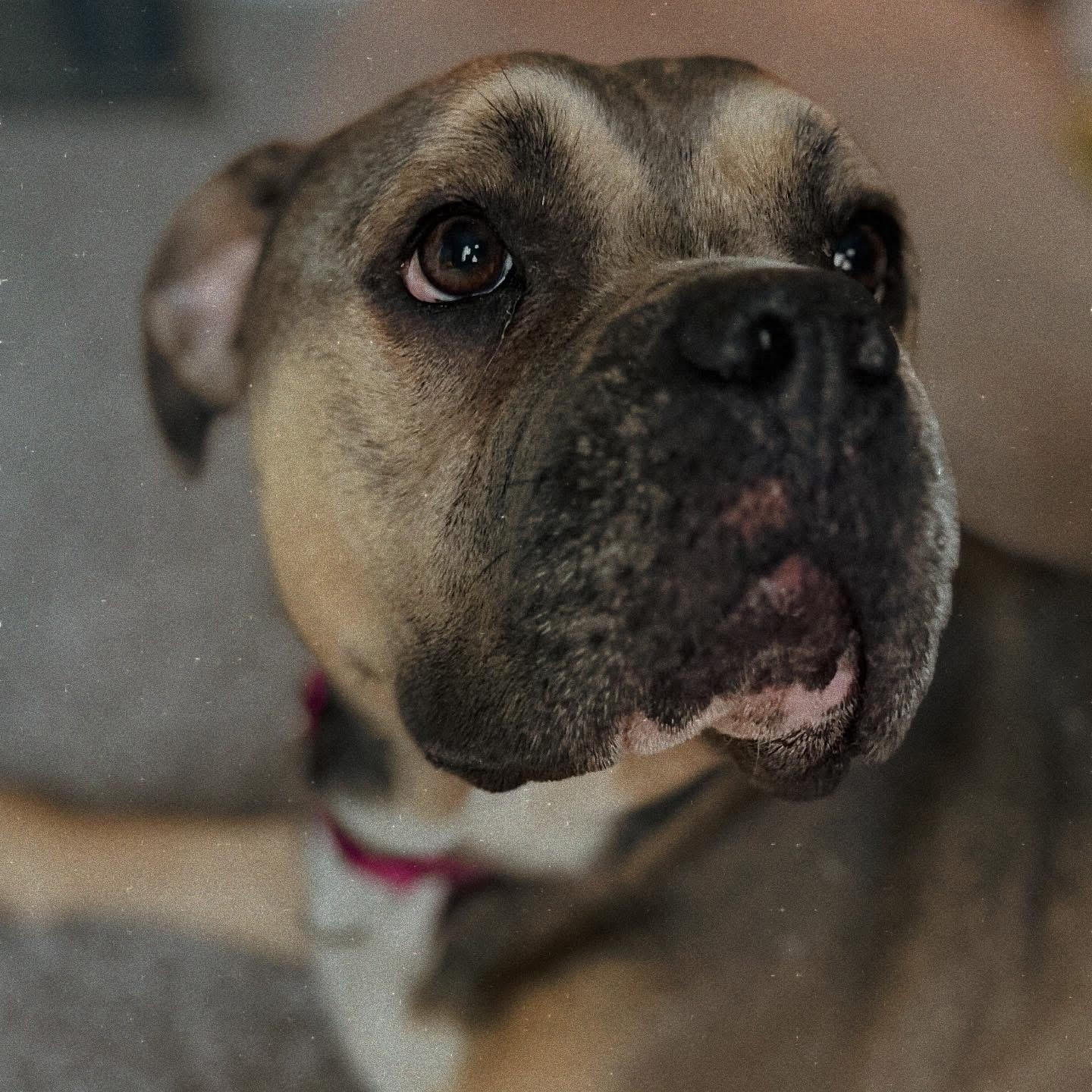 Enlarge Lizzzo, an adopted American Bully in Polk City, IA image 2/4