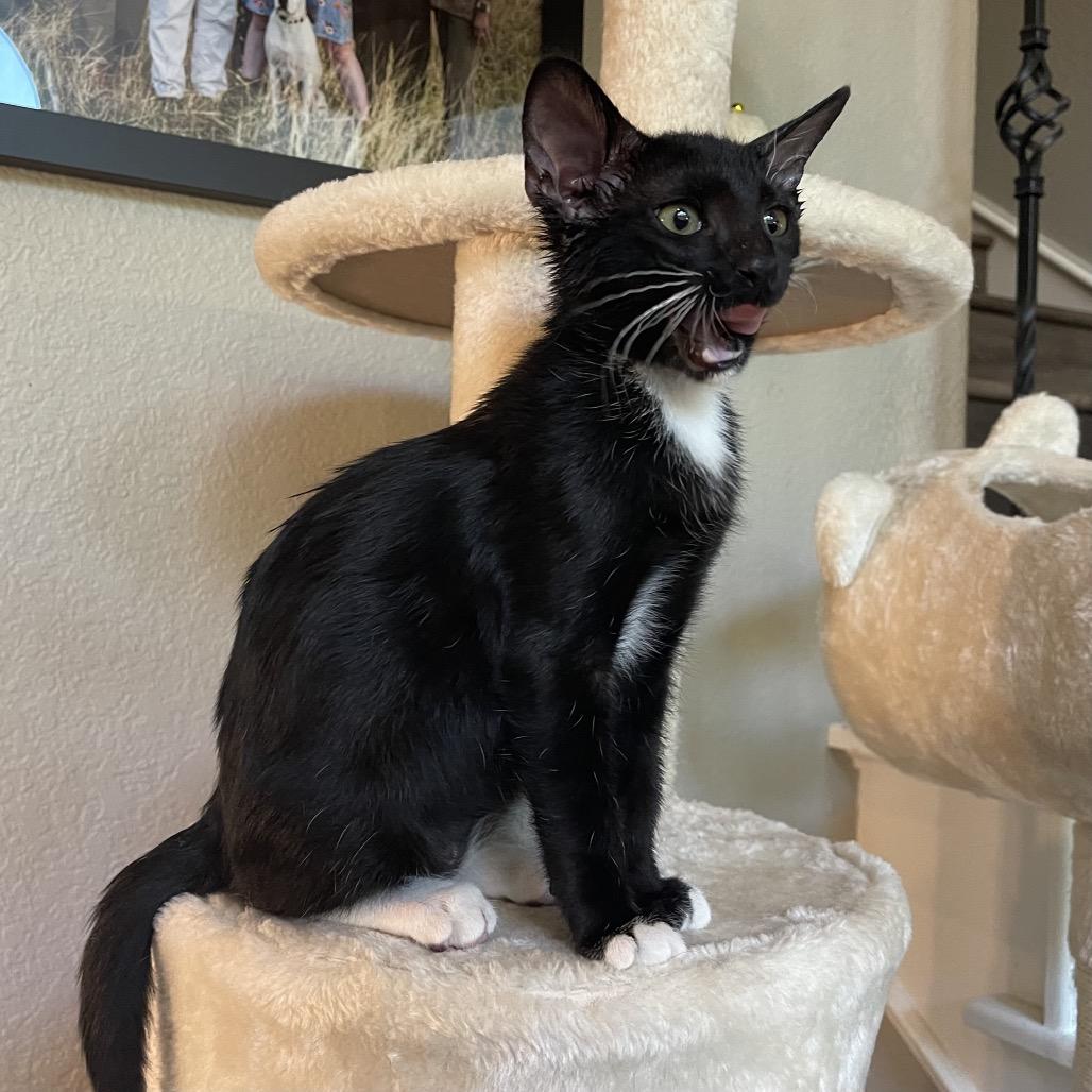 Squiggy, Adoptable, Young Male Domestic Short Hair.