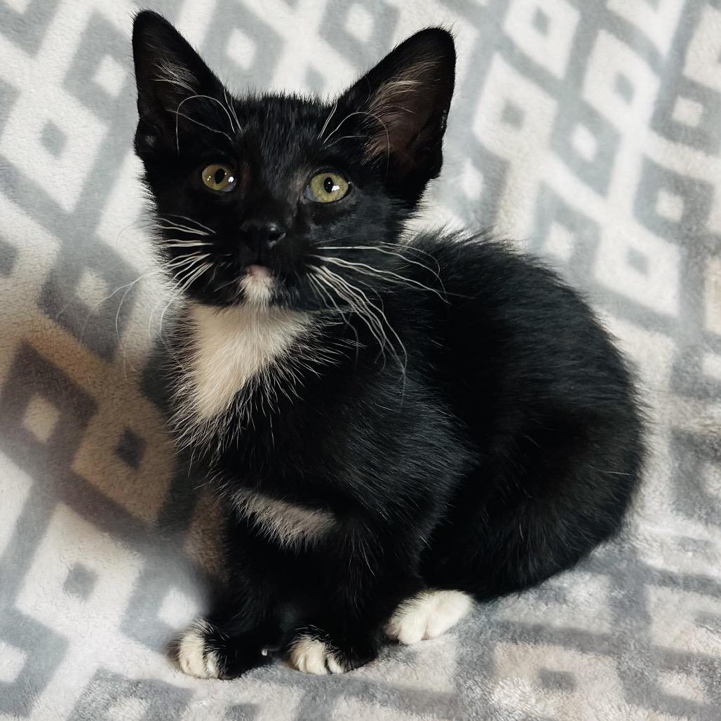 Enlarge Squiggy, a Adoptable Domestic Short Hair in Flower Mound, TX image 1/6