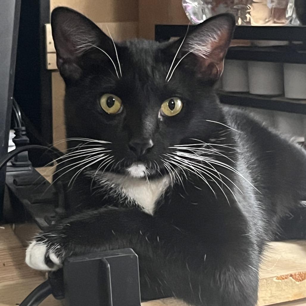 Enlarge Squiggy, a Adoptable Domestic Short Hair in Flower Mound, TX image 3/6