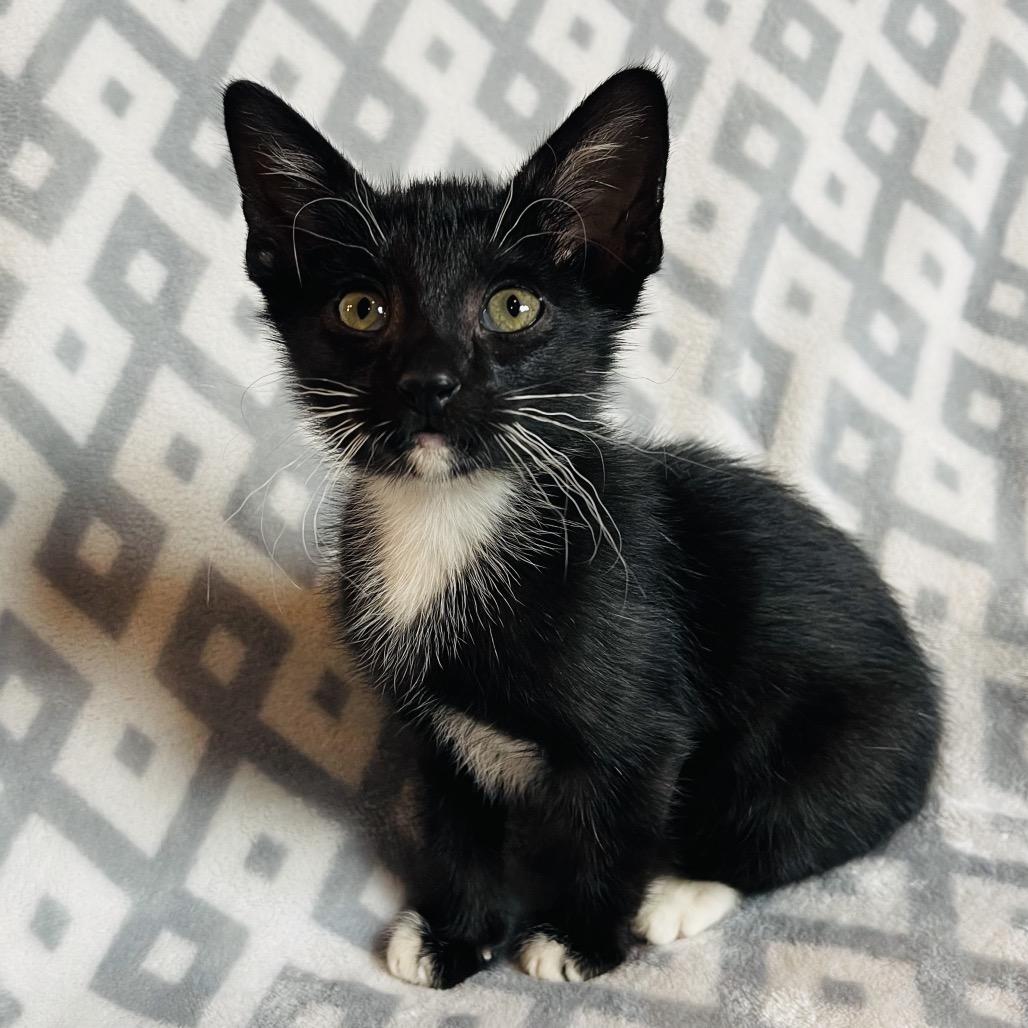 Enlarge Squiggy, a Adoptable Domestic Short Hair in Flower Mound, TX image 2/6