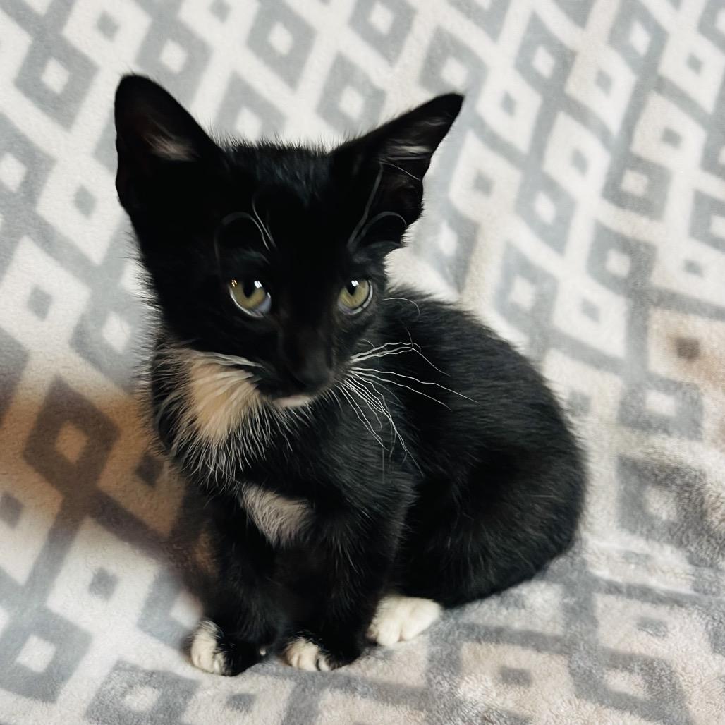 Enlarge Squiggy, a Adoptable Domestic Short Hair in Flower Mound, TX image 4/6