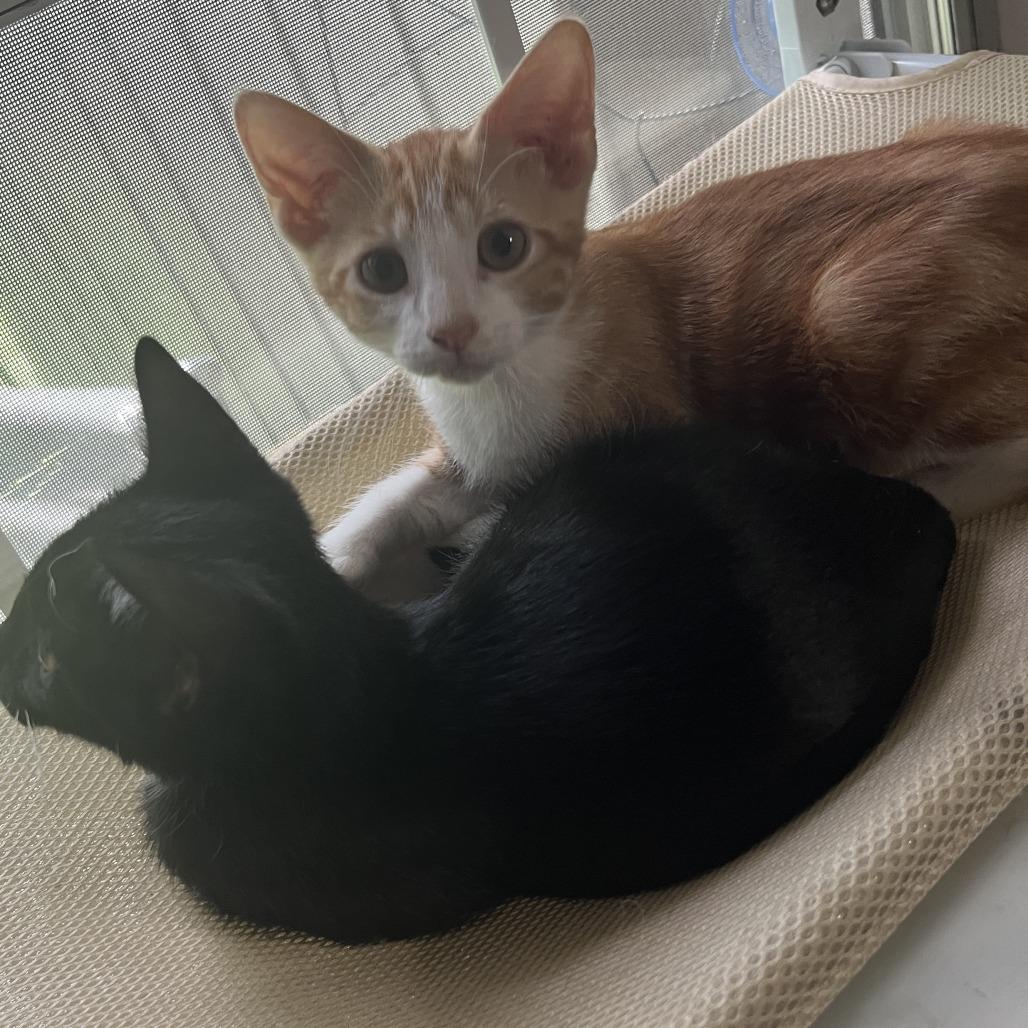 Enlarge Squiggy, a Adoptable Domestic Short Hair in Flower Mound, TX image 5/6