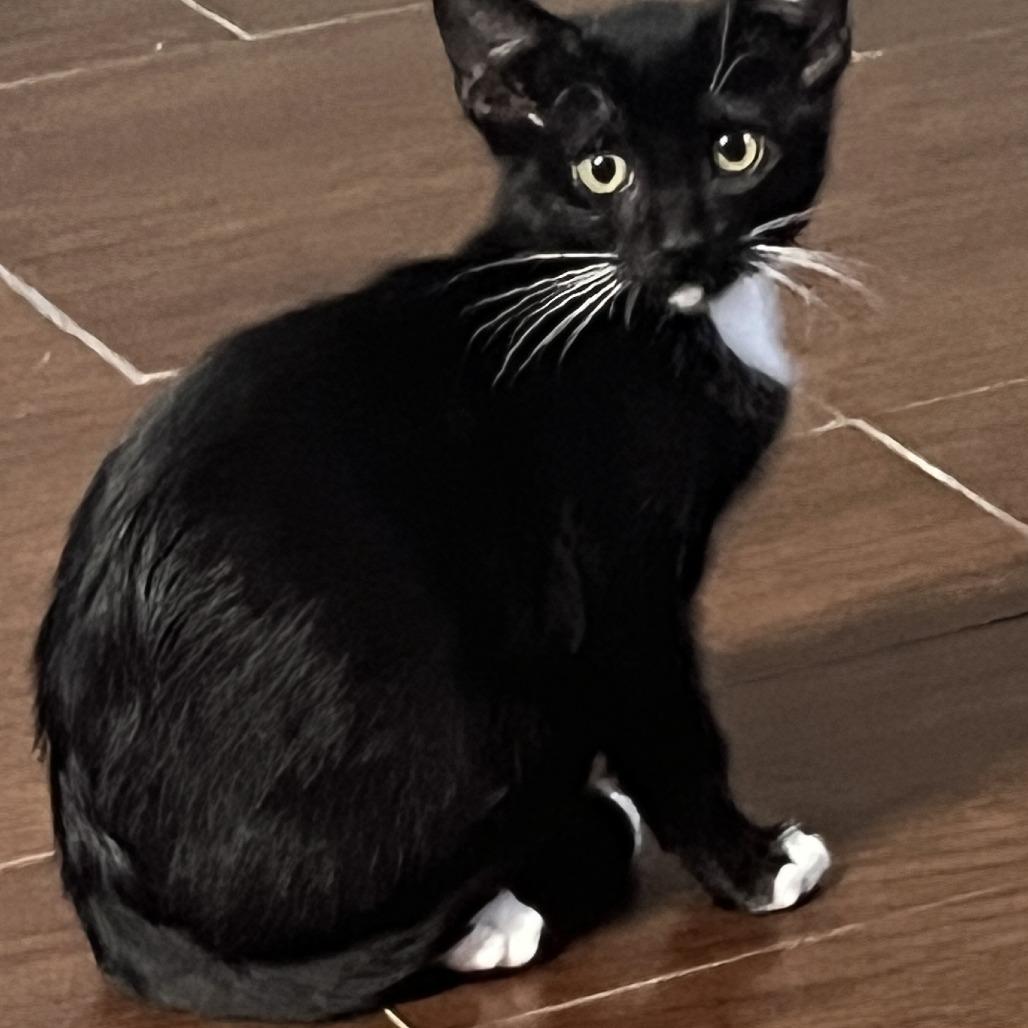 Enlarge Squiggy, a Adoptable Domestic Short Hair in Flower Mound, TX image 6/6