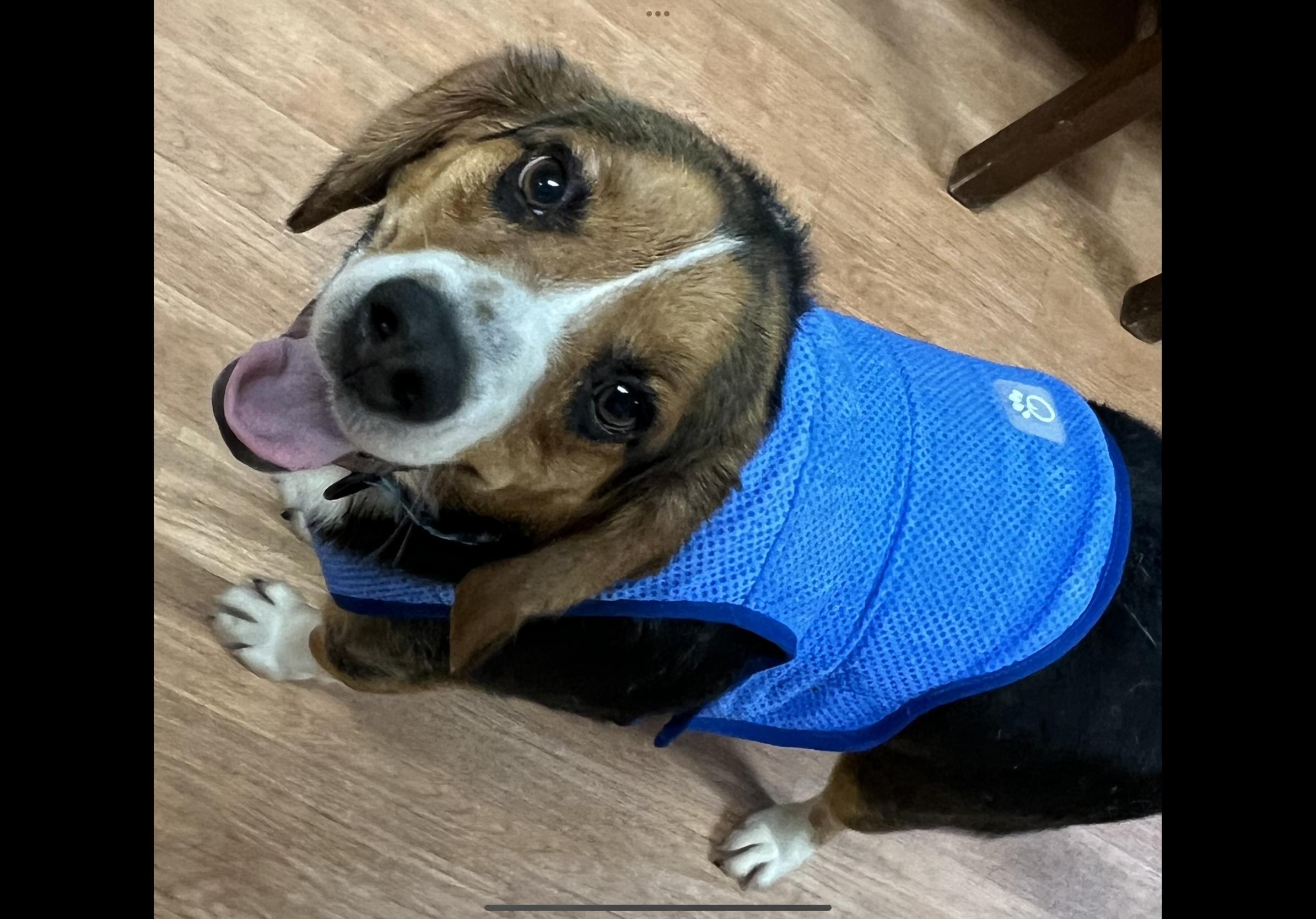 Enlarge Gerald, a Adoptable mixed breed in Yellville, AR image 1/2