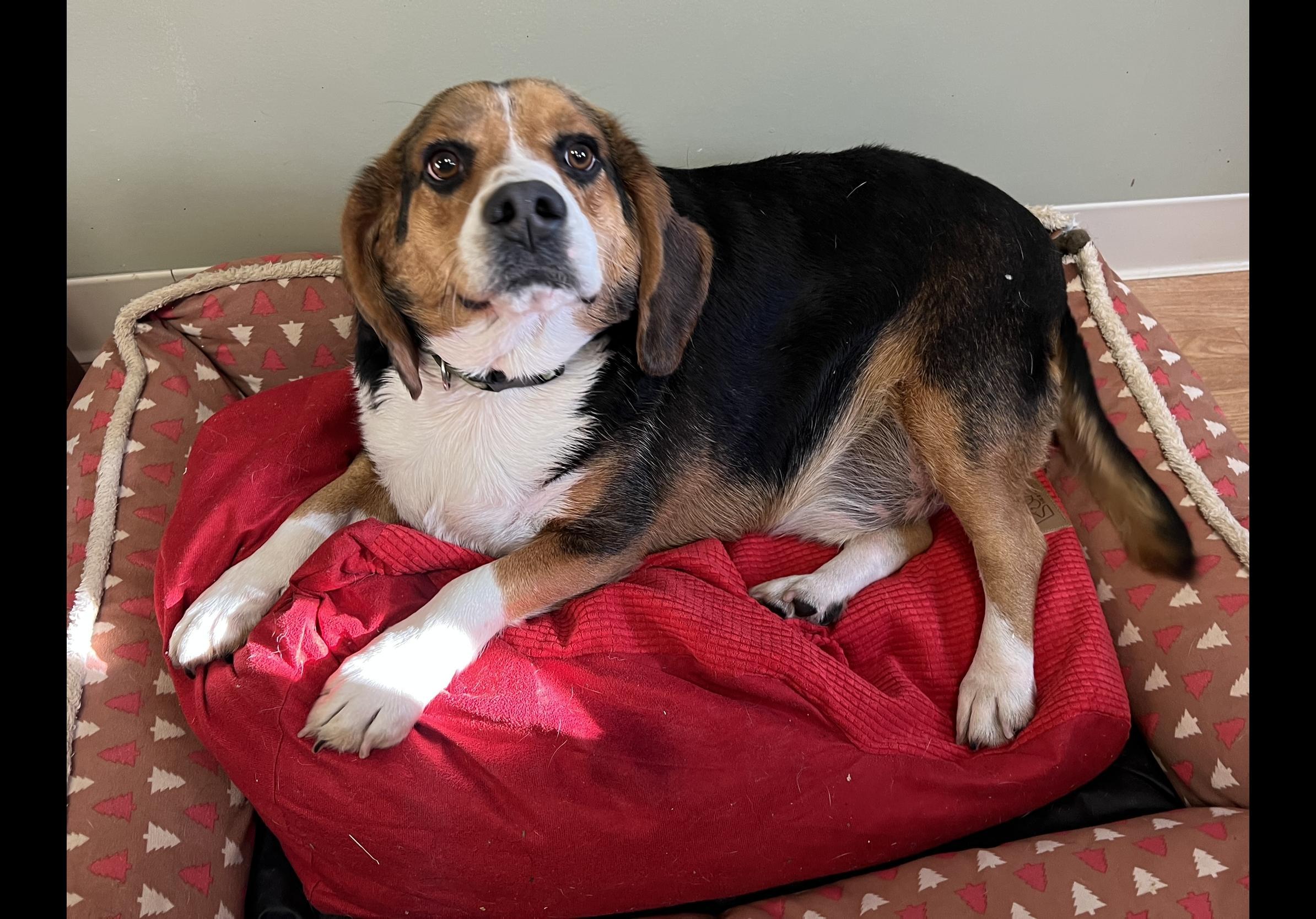 Enlarge Gerald, a Adoptable mixed breed in Yellville, AR image 2/2