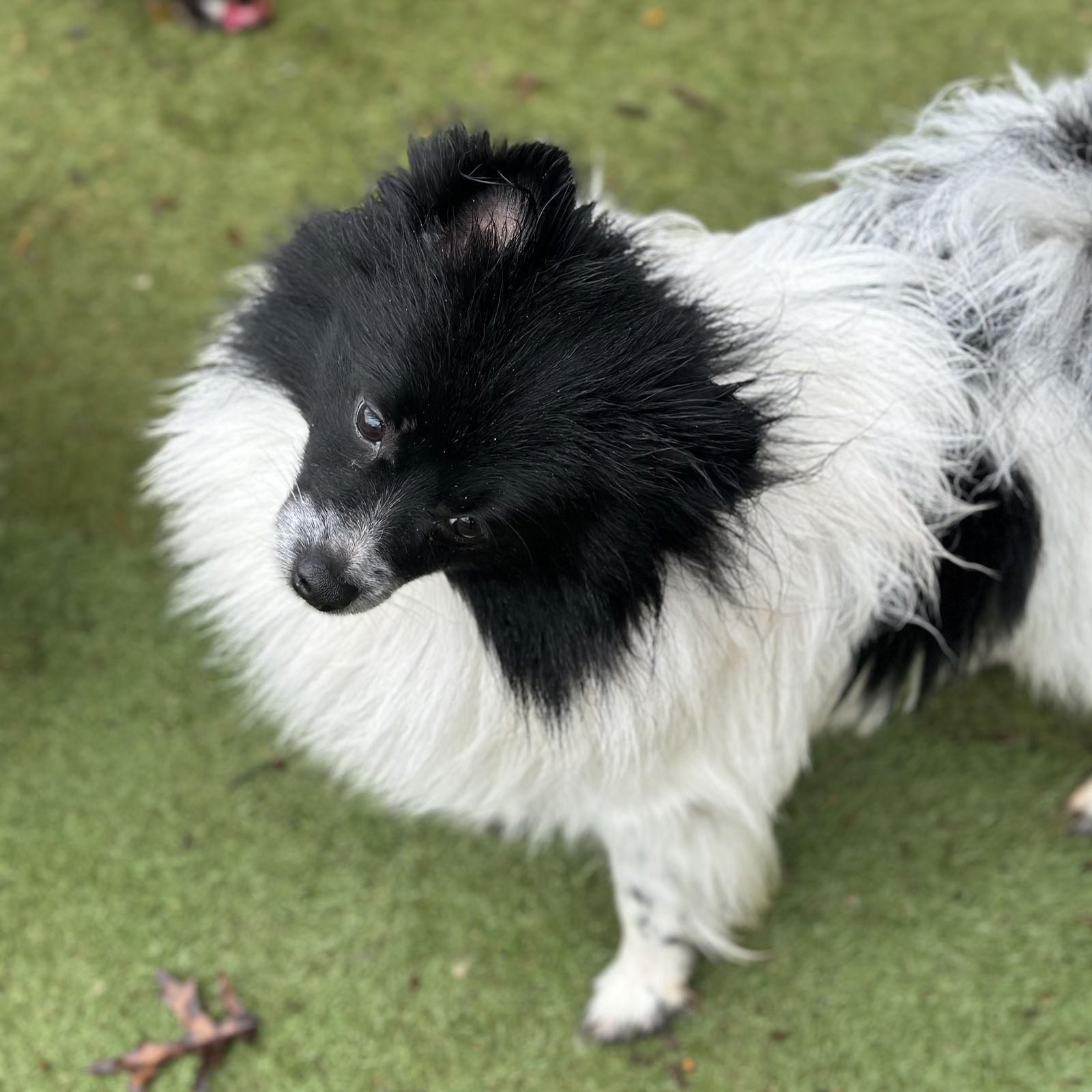 Enlarge Spade, a Adoptable Pomeranian in Garland, TX image 3/3
