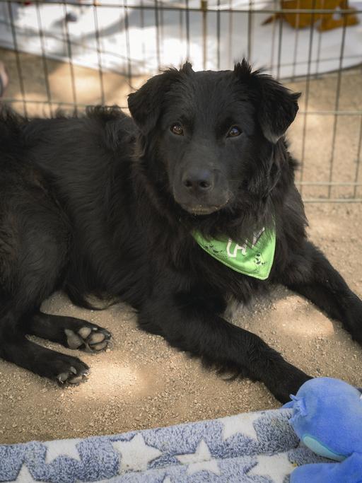 Jagger, an adoptable mixed breed in Los Angeles, CA image 5/6