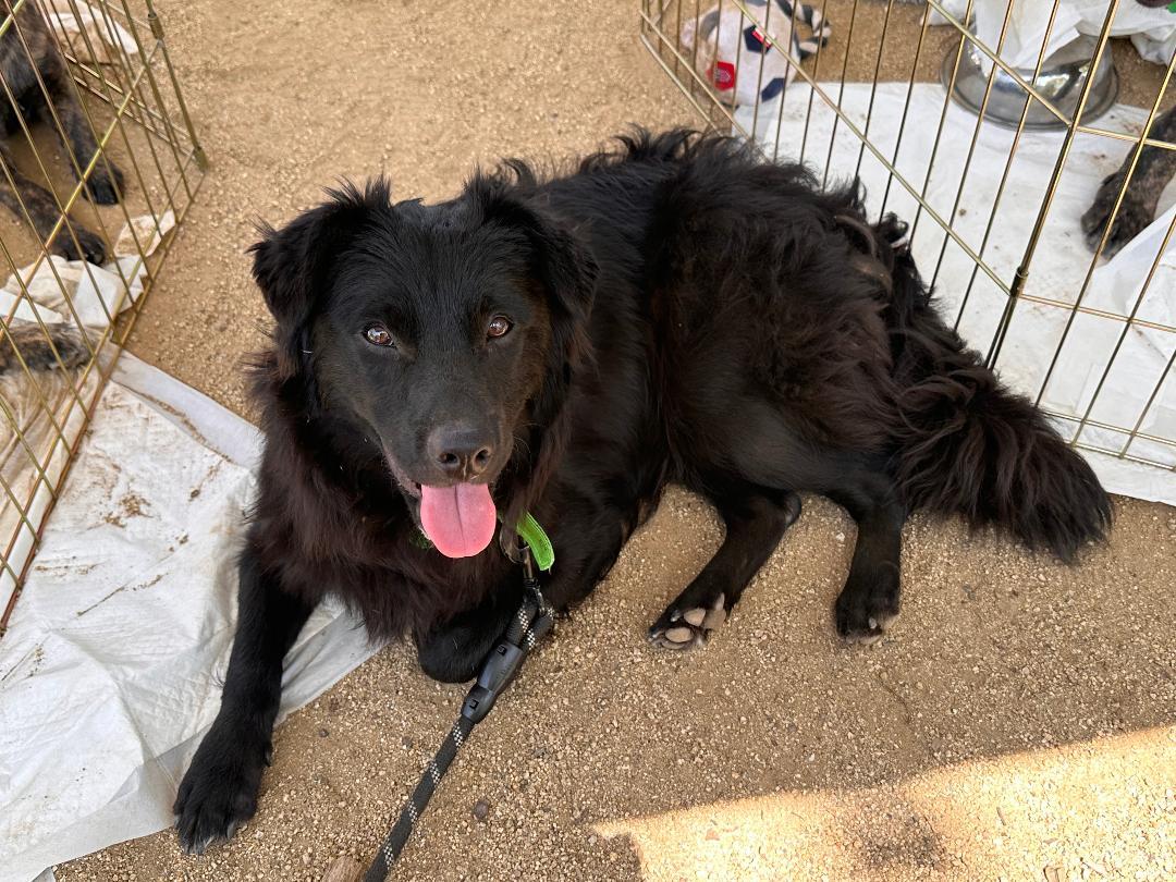 Jagger, adoptable, Young Male Spaniel.