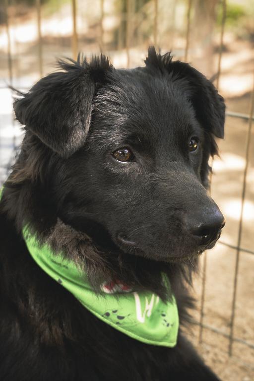 Jagger, an adoptable mixed breed in Los Angeles, CA image 6/6