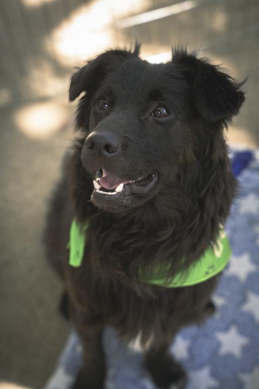 Jagger, an adoptable mixed breed in Los Angeles, CA image 3/6
