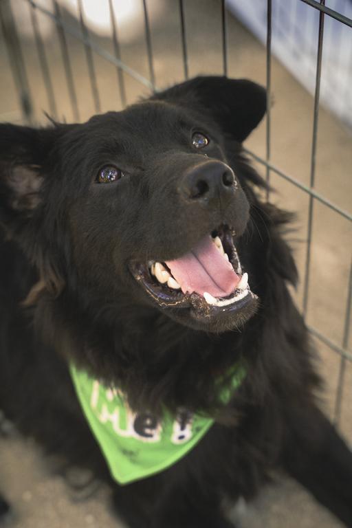 Jagger, an adoptable mixed breed in Los Angeles, CA image 2/6