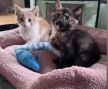 Chicken Nugget, Baby Female Domestic Short Hair