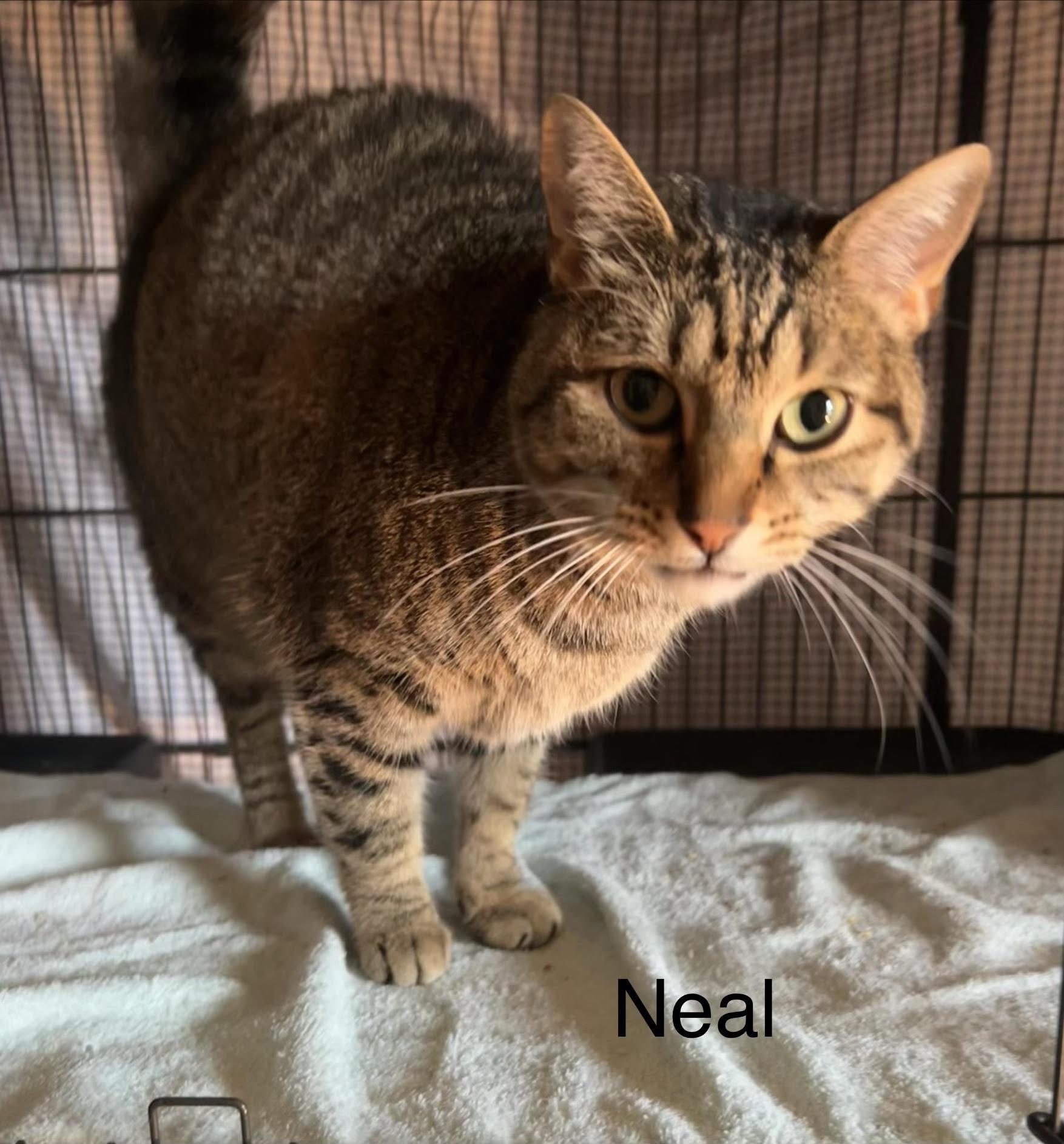 Enlarge Neal, a ADOPTABLE Domestic Short Hair in Herculaneum, MO image 1/1