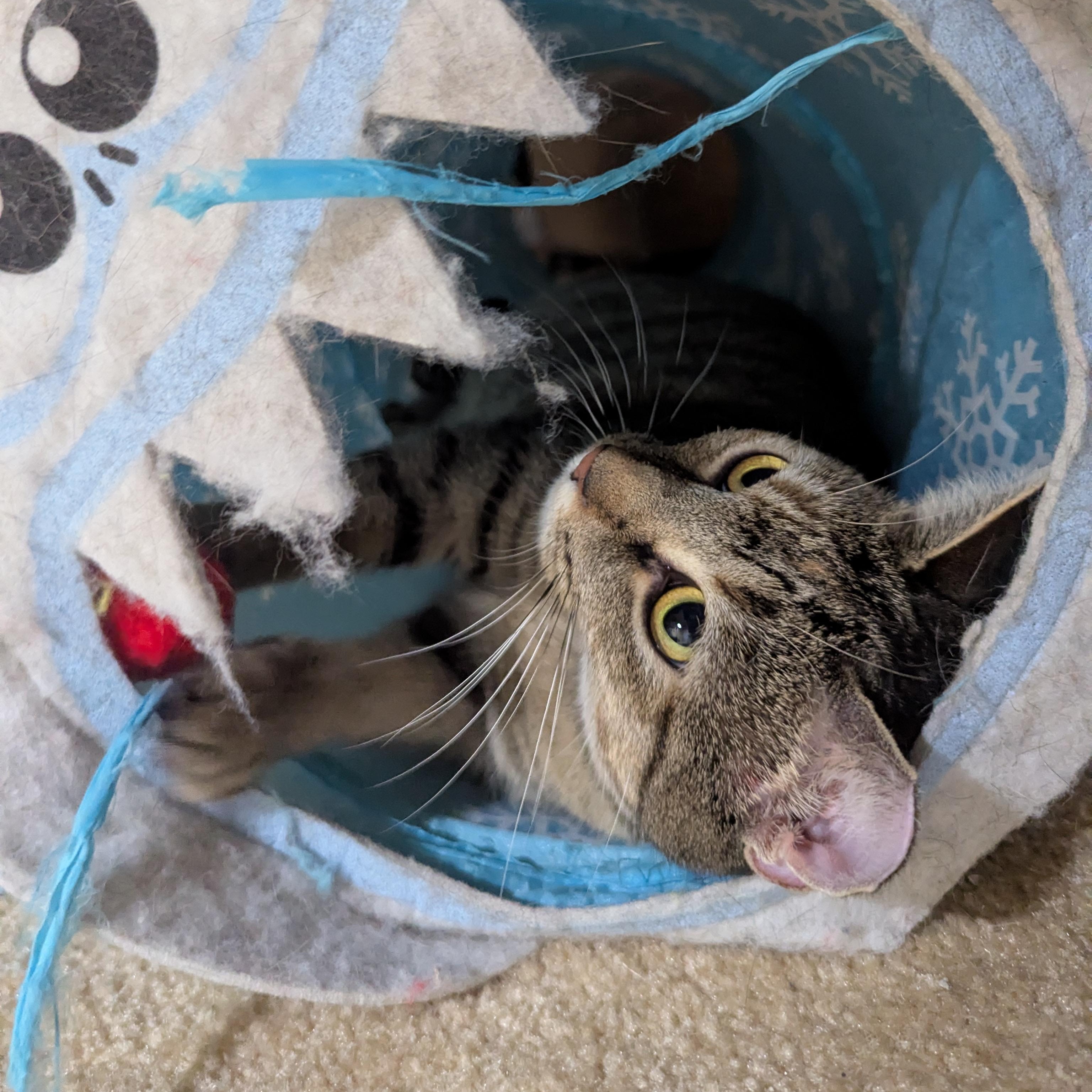 Enlarge Millie, a Adoptable Domestic Short Hair in Charlotte, NC image 3/4