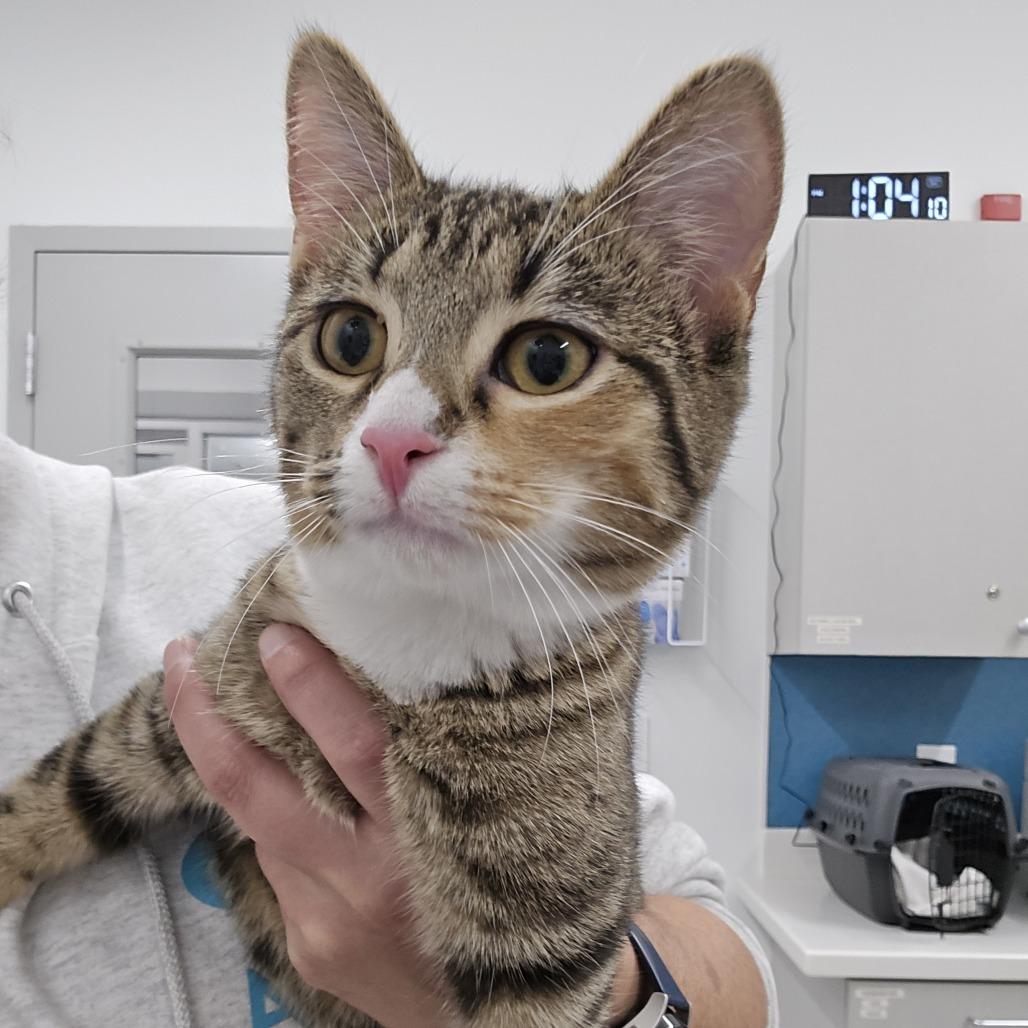 Marcel, Adoptable, Young Female Domestic Short Hair.