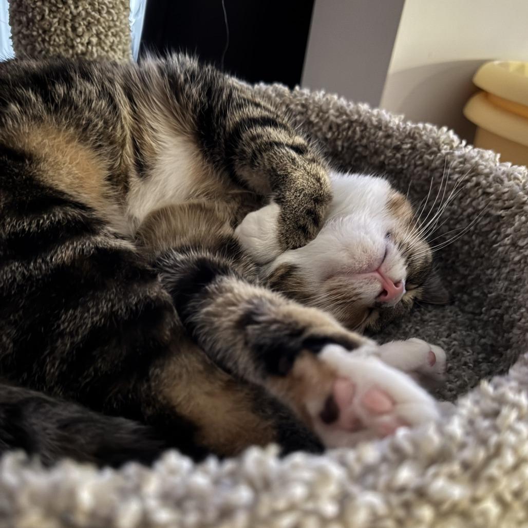 Enlarge Marcel, a Adoptable Domestic Short Hair in Winston Salem, NC image 2/6