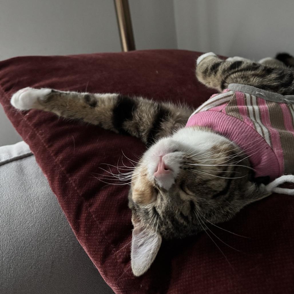 Marcel — thumbnail 4